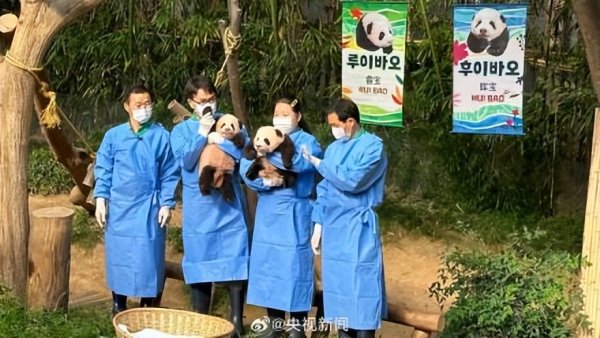 牛道配资 有名字啦！大熊猫“福宝”妹妹们叫“睿宝”、“辉宝”